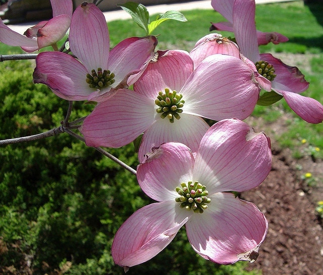 1 PINK DOGWOOD SEEDLING