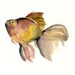 SILENCE is GOLDEN by DIMDI Original watercolor painting 10X8inch