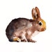 custom of your BUNNY by DIMDI Original watercolour painting 10X8inchxxxxAll the animals that you wantxxxx