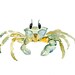 GHOST CRAB by DIMDI Original watercolor painting 10X8inch
