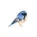 BLUE WARBLER by DIMDI Original watercolor painting 10X8inch