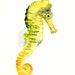 SEAHORSE by DIMDI Original watercolor painting 8X10inch
