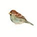 SPARROW by DIMDI Original watercolor painting 10x8inch