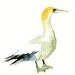 australasian GANNET by DIMDI Original watercolor painting 10x8inch