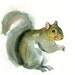 SQUIRREL Original watercolor painting 10X8inch