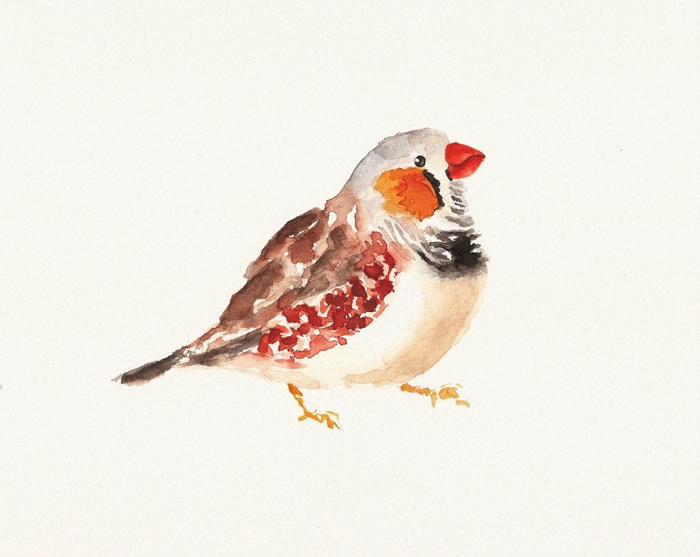 ZEBRA FINCH Original watercolor painting 10X8inch