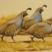 Artist R L Kothenbeutel Signed Numbered Limited Edition Print CALIFORNIA QUAIL Afternoon Stroll