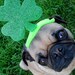 Reserved order for gconeal IRISH LUCKY dog or cat hat fits all sizes