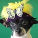 Hat for dog or cat with a butterfly