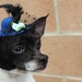Cute blue color mini hat with feather and flowers for dog or cat