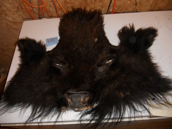 American Bison Face Skin Buffalo Taxidermy Quality-For by Furries