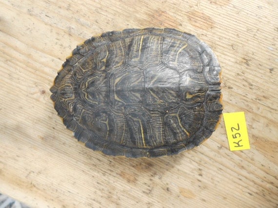 Large Red Eared Slider Turtle Shell Lot No. K52 by Furries