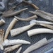Antler Tips or Points- 10 Assorted Pieces- Random lenghts