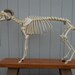 Articulated Domestic Goat Skeleton- Capra aegagrus hircus- Osteological Specimen