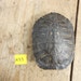 Large Red Eared Slider Turtle Shell - Lot No. K53
