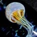 Jellyfish pendant glass art jewelry, beach glass amazing glass gibbons glass, colorful ocean glass