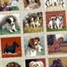 Man's Best Friend / Dogs / Puppies - 1x1 Inch Square Tiles Digital JPG Collage Sheet