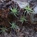 Five Small Air Plants - Tillandsia