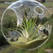 Deep Green Sea Airplant Orb