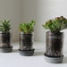 Mason Jar Planters with drainage set of 5 UpCycled Jelly