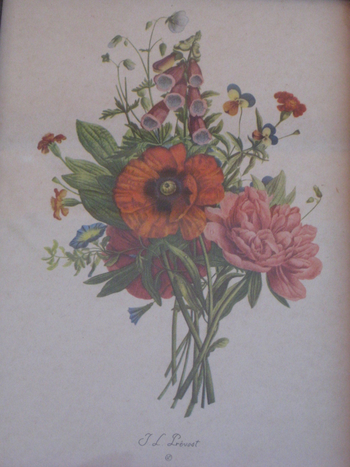 Three Vintage Set of 1940's Prevost Botanical Prints T L