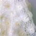 Wedding Shawl, Bridal shawl, Ivory , Creme