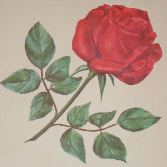 Items similar to Red Rose vintage picture flash card print in 1959 on Etsy