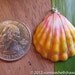 Sunrise Shell Pendant ww89