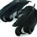 EE10020101) Black curly feather earrings