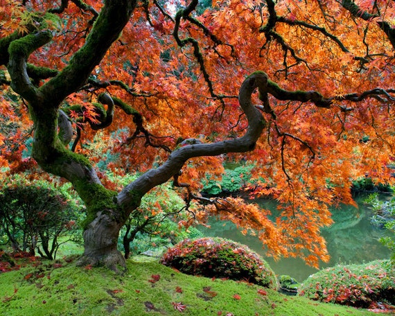 Autumn Photo Fall Colors Red Maple Japanese Garden Photograph