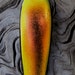 Dichroic Glass fishing lure Made by Untamed Lures / Golden Red Orange