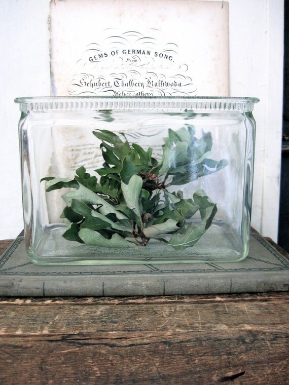Vintage Glass Terrarium