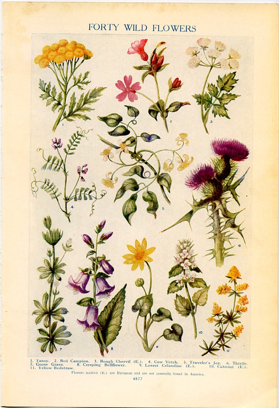 Vintage Botanical Prints Forty Wild Flowers 1926
