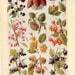 Vintage Botanical Prints - Wild Fruits Of The Countryside - 1926 Lithographs For Framing