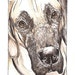Fawn Great Dane Dog Art, close up Great Dane ink and water color painting.