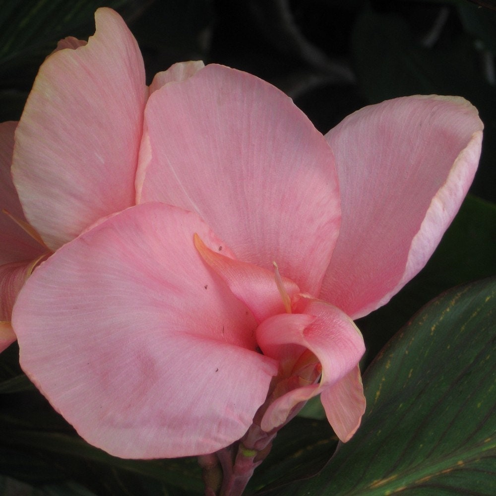 Canna 'Pink Sunburst' Variegated Organically Grown