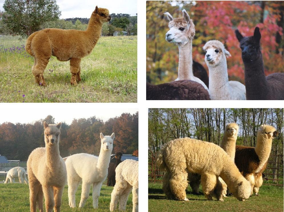 Lot Of 12 Alpacas Fabric Panel Quilt Square Blocks