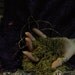 5 Finger Grass - Free Shipping in the U.S.