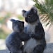 Needle Felted Wool Animals- mother-koala and a baby- Soft sculpture-Collectible artist animals-3rd payment-Reserved for Irene