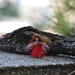 Needle felted Waldorf Tiny Fairy- standing doll-soft sculpture-needle felt by Daria Lvovsky