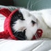 pet hat - devil