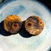 EyE PoPPing Blue & Cream Buckeye burl wood ear plugs, gauges, 22 mm, 7/8ths inch gauge, hand turned, WoW
