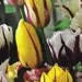 PRECHILLED TULIP BULBS 'Rembrandt Blend' - Ready to Bloom in Spring, Wedding Favors, Plantable Gifts