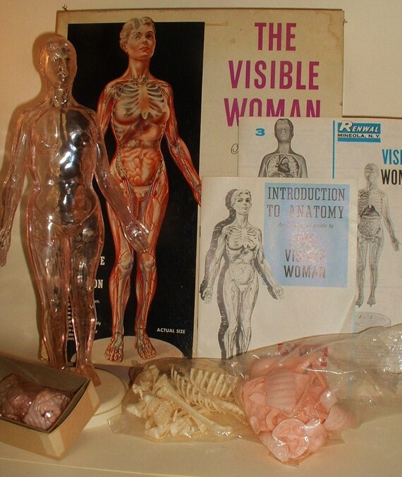 Female Anatomy Plastic Model GOTTA SEE THIS Great for