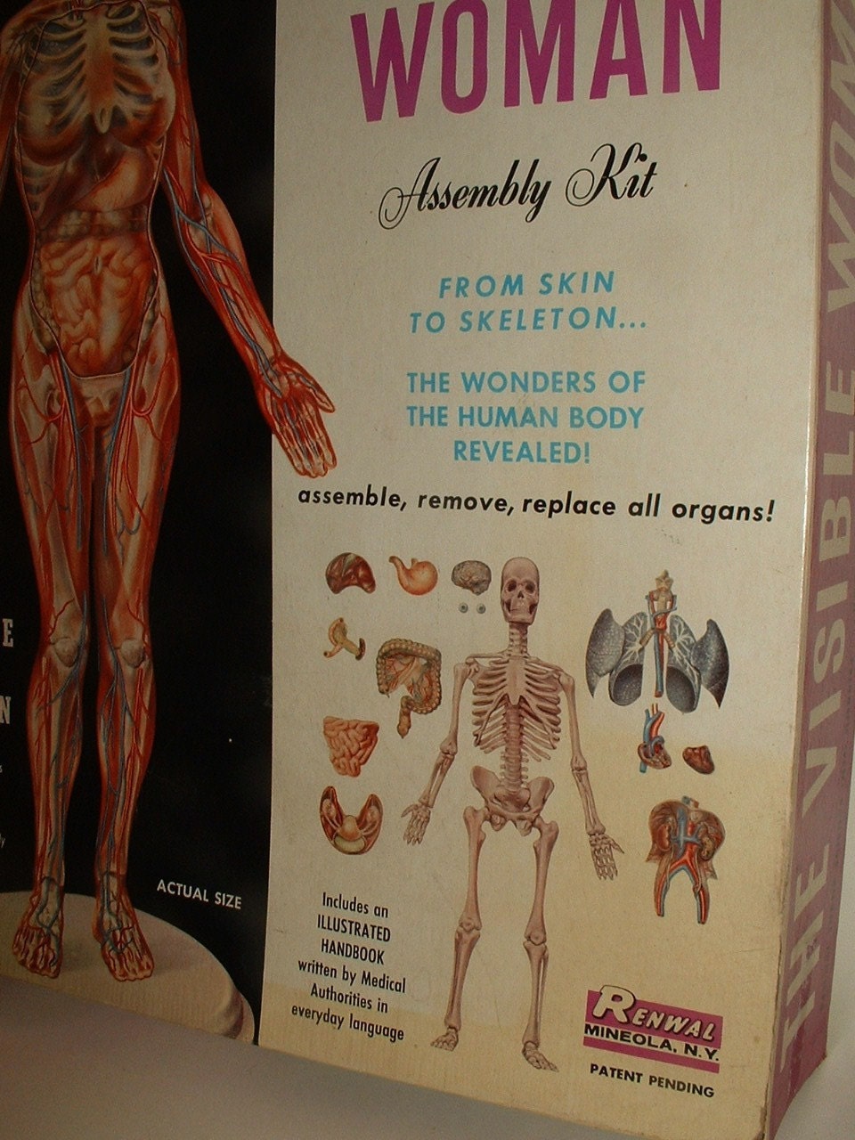 Female Anatomy Plastic Model GOTTA SEE THIS Great for
