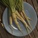 Lunar White Carrot Seeds