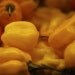 Habanero Hot Pepper Seeds