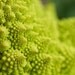 Fractal Romanesco Broccoli (aka Veronica Cauliflower) Seeds
