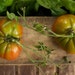 Costoluto Genovese Heirloom Tomato Seeds