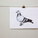 urban pigeon, contemporary minimal room decor